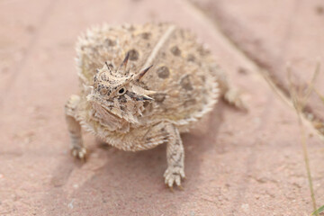 Plains Horned Toad close-up