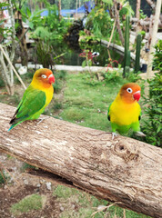 Close-up view of lovebirds perched on wood