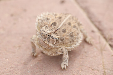 Plains Horned Toad close-up