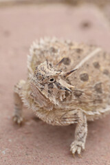 Plains Horned Toad close-up