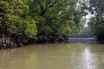 A canal in Sundarbans.Sundarbans is the biggest natural mangrove forest in the world, located between Bangladesh and India.this photo was taken from Bangladesh.