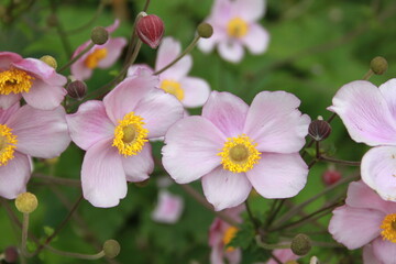 Rośliny kwiaty © Bożena