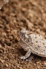 Plains Horned Toad close-up