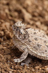Plains Horned Toad close-up