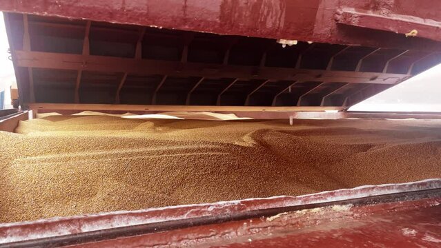Global food crisis and maritime grain delivery. Opening hatch cover on ship for unloading corn grain