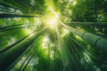 A serene bamboo forest bathed in soft sunlight, with slender bamboo stalks stretching towards the sky and lush green foliage filtering the dappled light, creating a tranquil oasis of natural beauty.