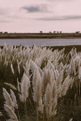 Cortaderia Selloana on the shores of a lake. Maiden's tail.