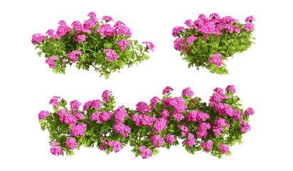 Hydrangea flowers isolated on white background