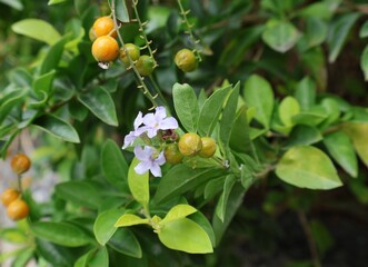 Una toma de cerca de una flores de color morado y una semillas en un jardín