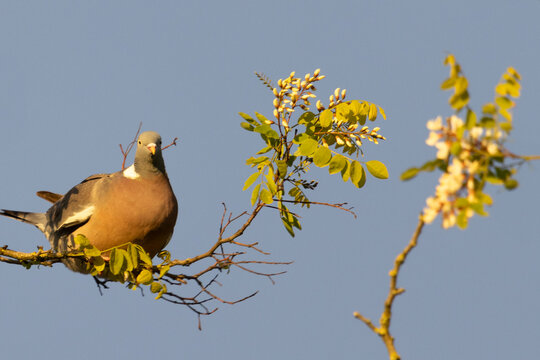 Palombe sur acacia