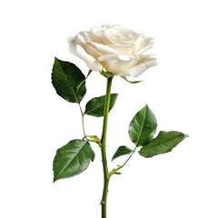 
Single white rose isolated on transparent background, PNG file. flower. rose, 