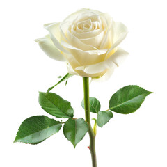 Fototapeta premium Single white rose isolated on transparent background, PNG file. flower. rose, 