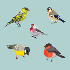 Fototapeta premium Winter migratory birds of the middle zone