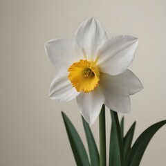 Fototapeta premium Vibrant Yellow-Orange Narcissus Bloom, Narcissus flower close-up, ikebana art