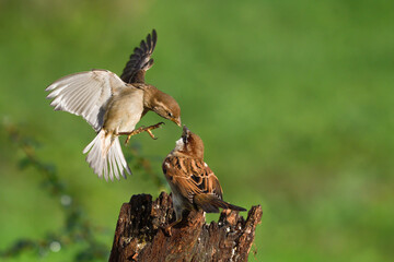 Closeup of two sparrows fighting in flight