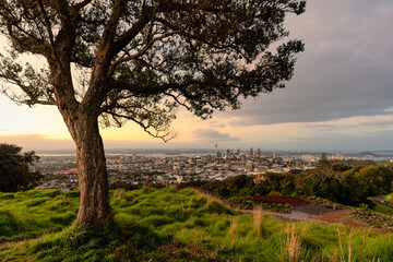 Viewpoint of Mount Eden with iconic tree and sky tower among illuminated city at Auckland, New Zealand