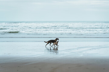 Two dogs playing with a toy on the beach