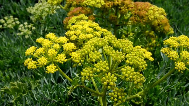 Crithmum maritimum or Rock samphire,Sea fennel flowering succulent plants growing in Buenavista del Norte,Tenerife,Canary Islands,Spain.