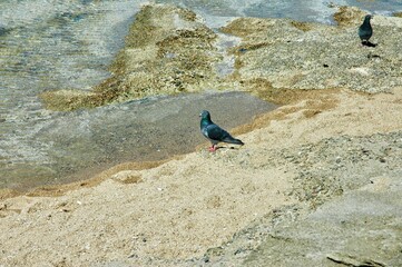 Scogli sul lungomare di Livorno . Veduta vista dal  parco Mascagni . Con piccione in sosta al mare 