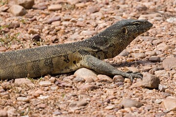 Nile Monitor (Varanus niloticus) v South Luangwa Národním parku. Zambie. Africa.