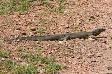 Nile Monitor (Varanus niloticus) v South Luangwa Národním parku. Zambie. Africa.