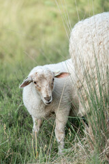 Beautiful white sheep farm grass natural soft pastel 