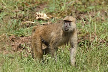 Chacma Baboon (Papio ursinus) in South Luangwa National Park. Zambia. Africa.