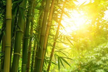 Obraz premium A serene bamboo forest bathed in soft sunlight, with slender bamboo stalks stretching towards the sky and lush green foliage filtering the dappled light, creating a tranquil oasis of natural beauty.
