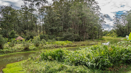 The river flows through a tropical rainforest. The riverbed bends, thickets of lush green vegetation on the banks.The thatched roof of the gazebo is visible among the greenery.Madagascar.Vakona Forest