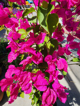 pink flowers in a garden