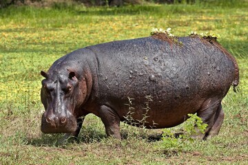 Hippo (Hippopotamus amphibius) in South Luangwa National Park. Zambia.Africa.