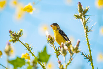 The lesser goldfinch (Spinus psaltria) sits on a bush and eats seeds. 
