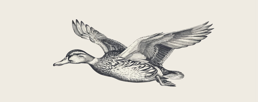 Duck flying hand drawn sketch engraving style vecto