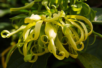 Ylang-Ylang flower (ilang ilang), Cananga odorata, yellow petals as long, flat lines that are bent, far fragrant, on sunny day in ornamental garden. Chiang Mai, Thailand.
