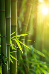 A serene bamboo forest bathed in soft sunlight, with slender bamboo stalks stretching towards the sky and lush green foliage filtering the dappled light, creating a tranquil oasis of natural beauty.