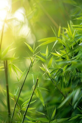 A serene bamboo forest bathed in soft sunlight, with slender bamboo stalks stretching towards the sky and lush green foliage filtering the dappled light, creating a tranquil oasis of natural beauty.