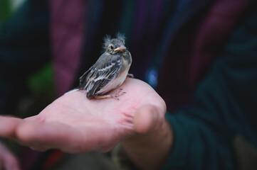People and animals themes. Close-up view of a small baby bird sitting in the hands of a man.