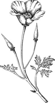 Vintage California poppy sketch. Hand-drawn apothecary plant illustration, medicinal herbs drawing.