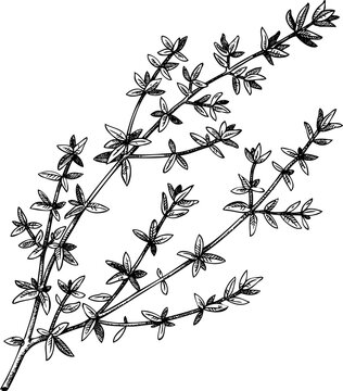 Vintage thyme sketch. Hand-drawn apothecary plant illustration, medicinal herbs drawing.