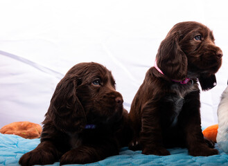 Studio Puppies: Brown Sisters