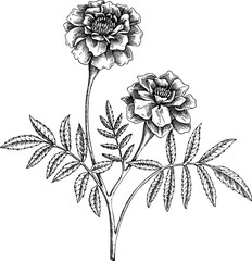 Vintage marigold sketch. Hand-drawn apothecary plant illustration, medicinal herbs drawing.