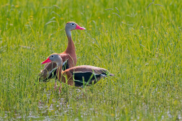 Male and Female Black Bellied Whistling Ducks