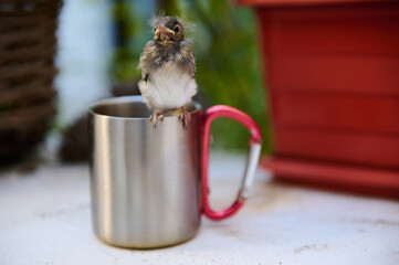 Cute baby bird sitting on stainless steel travel mug between a wicker basket and pots with flowers...