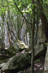 Tree in the woods with rocks with moss