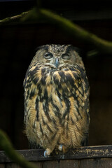 Hiboux grand duc qui dort