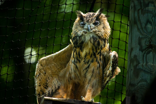 Hiboux grand duc en plein exercice