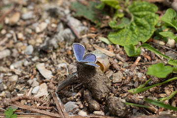 butterfly on the grass