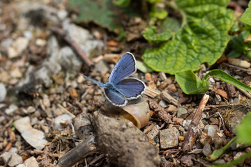 butterfly on the ground