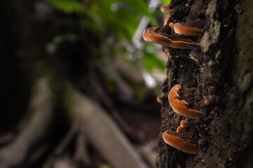 Forest fungi colony growing on dead tree trunks. Group of wood ear mushrooms live on rotten wood in...