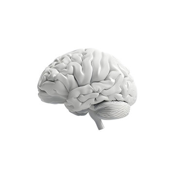 White Human brain isolated on transparent background